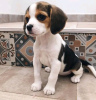 Photo №2 to announcement № 123041 for the sale of beagle - buy in Hungary 