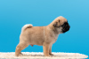 Photo №1. pug - for sale in the city of Москва | 1620$ | Announcement № 16299