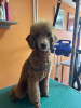 Photo №2 to announcement № 114784 for the sale of poodle (toy) - buy in Serbia 