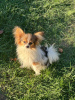 Additional photos: Selling Papillon