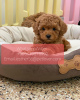 Photo №1. poodle (toy) - for sale in the city of Dudinka | Is free | Announcement № 107010