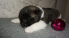 Photo №2 to announcement № 9593 for the sale of akita - buy in Russian Federation from nursery