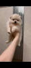 Photo №1. pomeranian - for sale in the city of Milan | 2853$ | Announcement № 46137