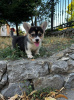 Photo №2 to announcement № 66385 for the sale of welsh corgi - buy in Serbia breeder