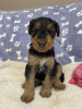 Additional photos: Airedale Terrier ZkwP/FCI puppy - female and male