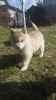 Additional photos: Siberian husky puppies rare isabella color