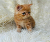 Photo №2 to announcement № 122955 for the sale of persian cat - buy in United States private announcement