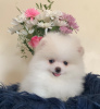 Photo №2 to announcement № 18135 for the sale of pomeranian - buy in United Kingdom private announcement