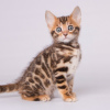 Photo №2 to announcement № 92626 for the sale of bengal cat - buy in Greece 