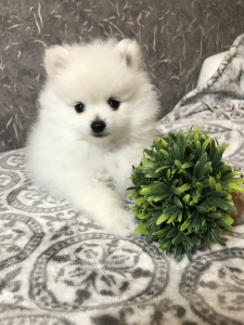 Photo №2 to announcement № 1894 for the sale of german spitz - buy in Russian Federation breeder