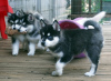 Photo №1. siberian husky - for sale in the city of Berlin | Is free | Announcement № 125335