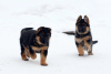 Photo №3. German Shepherd puppies. Russian Federation