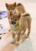 Photo №1. shiba inu - for sale in the city of Warsaw | 317$ | Announcement № 57367