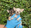 Photo №1. chihuahua - for sale in the city of Brussels | negotiated | Announcement № 76850