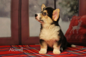 Photo №4. I will sell welsh corgi in the city of Витебск. from nursery - price - 1000$