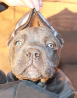 Photo №2 to announcement № 4255 for the sale of cane corso - buy in Russian Federation from nursery