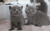 Photo №2 to announcement № 96862 for the sale of british shorthair - buy in United States private announcement