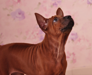Additional photos: Thai Ridgeback puppies are offered for booking!