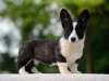 Photo №3. Welsh Corgi Cardigan puppy FCI. Hungary