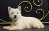 Photo №4. I will sell west highland white terrier in the city of Москва. private announcement, from nursery, breeder - price - 716$