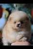 Photo №2 to announcement № 84455 for the sale of pomeranian - buy in Serbia breeder