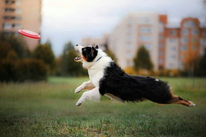Photo №4. I will sell australian shepherd in the city of Moscow. from nursery - price - 7144$