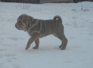Photo №2 to announcement № 1536 for the sale of shar pei - buy in Russian Federation breeder