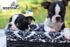 Photo №2 to announcement № 11560 for the sale of boston terrier - buy in Belarus from nursery