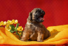 Photo №1. soft-coated wheaten terrier - for sale in the city of Smolensk | 787$ | Announcement № 9907