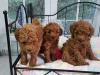 Photo №1. poodle (toy) - for sale in the city of Sion | 443$ | Announcement № 18764