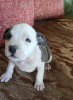 Additional photos: Blue American Staffordshire Terrier puppies