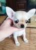 Photo №1. chihuahua - for sale in the city of New York | 500$ | Announcement № 104171