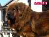 Additional photos: Tibetan Mastiff puppies