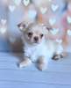 Photo №2 to announcement № 105029 for the sale of chihuahua - buy in Germany breeder