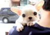 Photo №2 to announcement № 64577 for the sale of french bulldog - buy in Germany private announcement