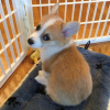 Photo №1. welsh corgi - for sale in the city of Graz | negotiated | Announcement № 53346