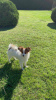 Photo №2 to announcement № 32097 for the sale of papillon dog - buy in Belarus private announcement