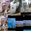 Photo №2 to announcement № 8195 for the sale of  - buy in Russian Federation breeder