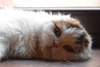 Additional photos: Scottish Fold/Highland Fold kitten WCF