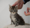 Photo №2 to announcement № 117363 for the sale of maine coon - buy in United States 