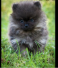 Photo №1. pomeranian - for sale in the city of Carcassonne | 951$ | Announcement № 8190