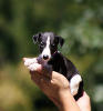 Photo №1. whippet - for sale in the city of Belgrade | negotiated | Announcement № 112894