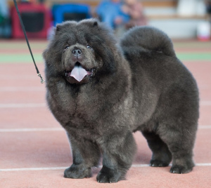 Photo №2. Mating service chow chow. Price - 250$