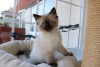Photo №1. ragdoll - for sale in the city of Бернау | 423$ | Announcement № 96927