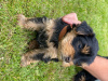 Photo №3. Teacup Yorkshire Terrier Puppy for free adoption. Germany