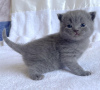 Photo №2 to announcement № 104279 for the sale of british shorthair - buy in Germany private announcement