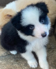 Photo №1. border collie - for sale in the city of Bern | negotiated | Announcement № 123418