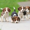 Photo №1. beagle - for sale in the city of Helsinki | 300$ | Announcement № 69120