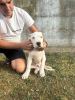 Additional photos: Dogo Argentino puppies