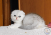 Photo №1. scottish fold - for sale in the city of Kamenskoe | 900$ | Announcement № 22374